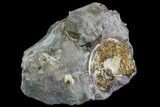 Sphenodiscus Ammonite - South Dakota #110572-2